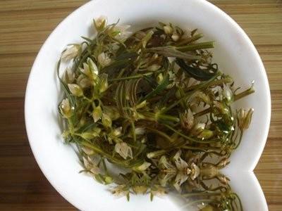 麦撇花藤的功效与作用-麦撇花藤的图片样子