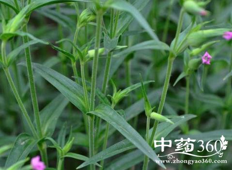 麦瓶草的功效与作用-麦瓶草的图片样子