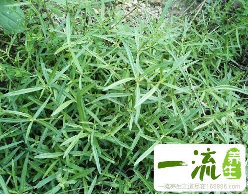 麦麸草的功效与作用-麦麸草的图片样子