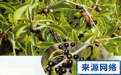 鼠李皮的功效与作用-鼠李皮的图片样子
