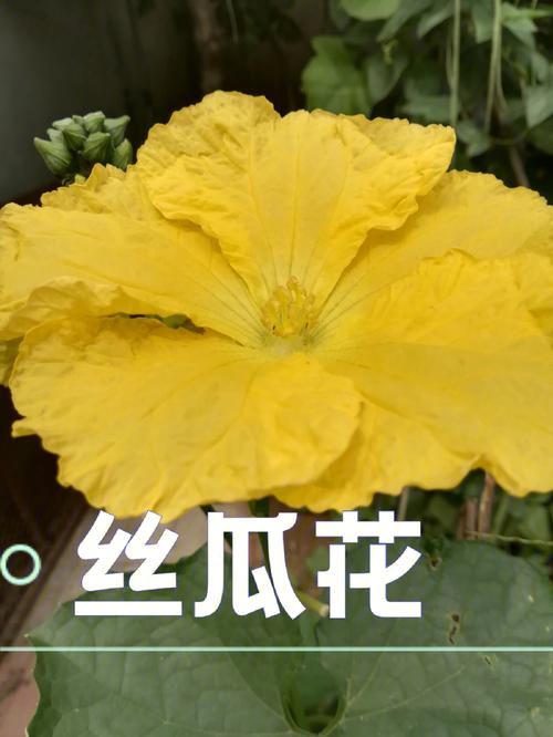 丝瓜花的功效与作用-丝瓜花的图片样子