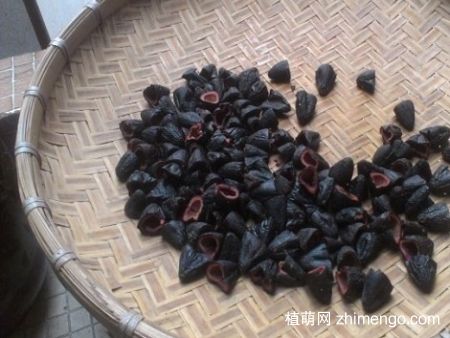 乌榄仁的功效与作用-乌榄仁的图片样子