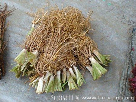 仁菜根的功效与作用-仁菜根的图片样子