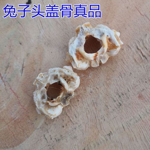 兔头骨的功效与作用-兔头骨的图片样子