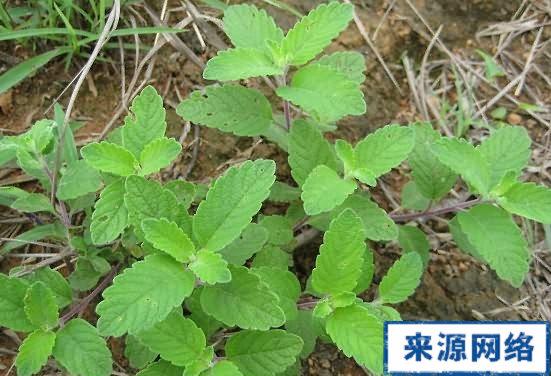 午香草的功效与作用-午香草的图片样子
