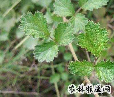 双翎草的功效与作用-双翎草的图片样子