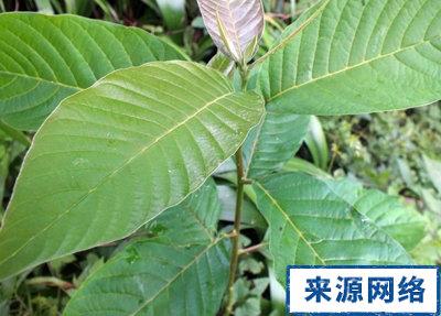 喜树的功效与作用-喜树的图片样子