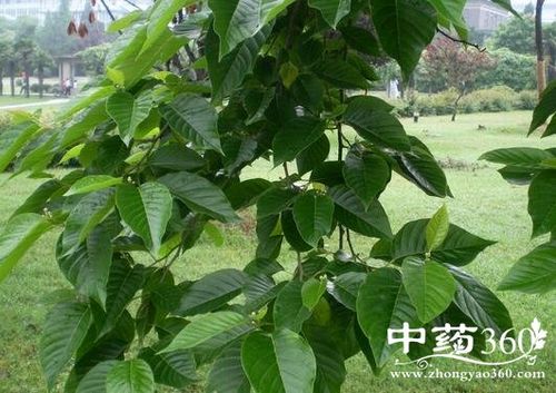喜树叶的功效与作用-喜树叶的图片样子
