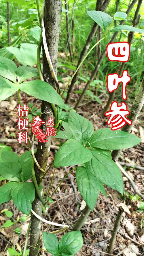 四叶参的功效与作用-四叶参的图片样子