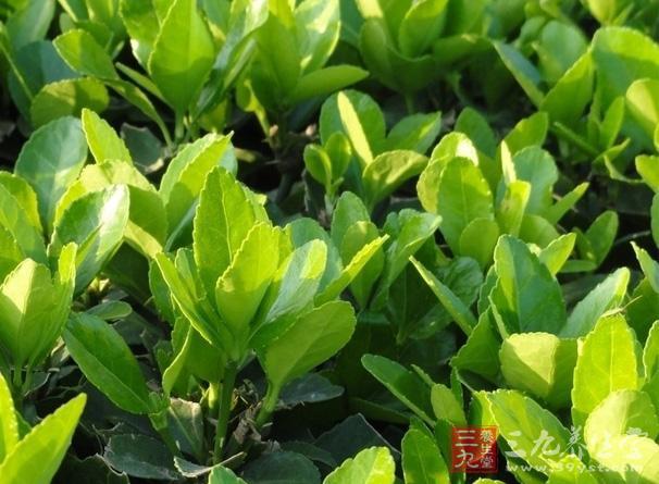 四季青的功效与作用-四季青的图片样子