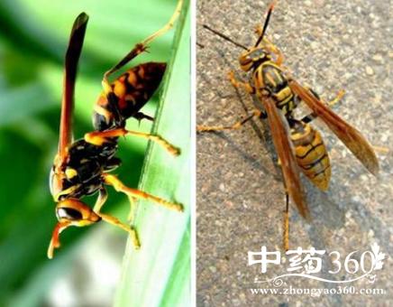 土蜂子的功效与作用-土蜂子的图片样子