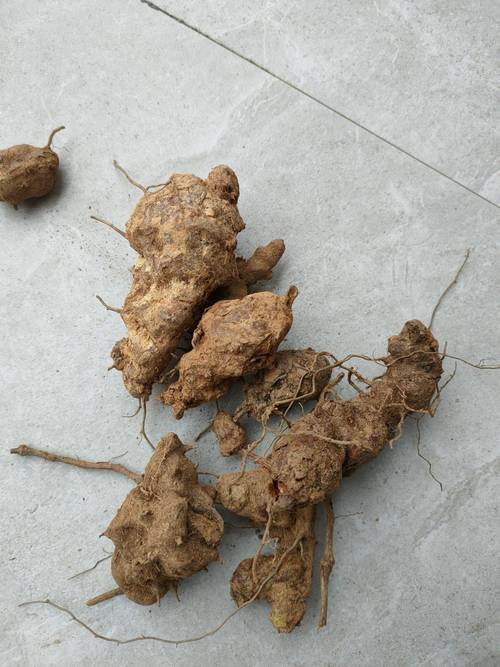 土附的功效与作用-土附的图片样子