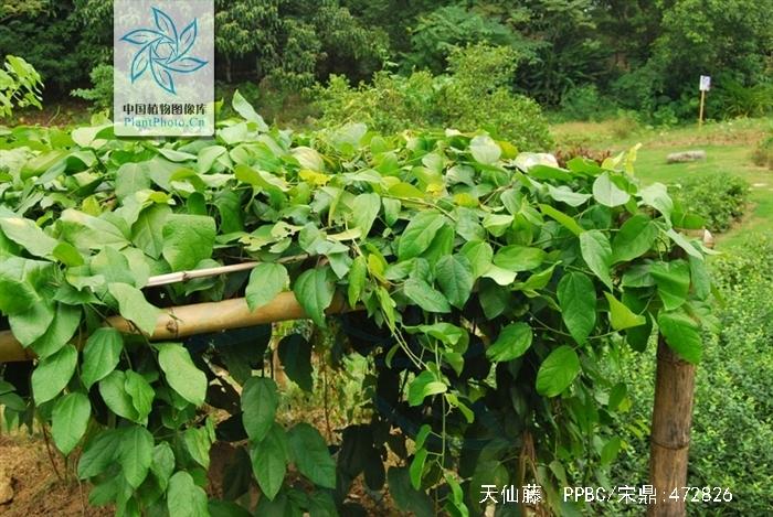 天仙藤的功效与作用-天仙藤的图片样子