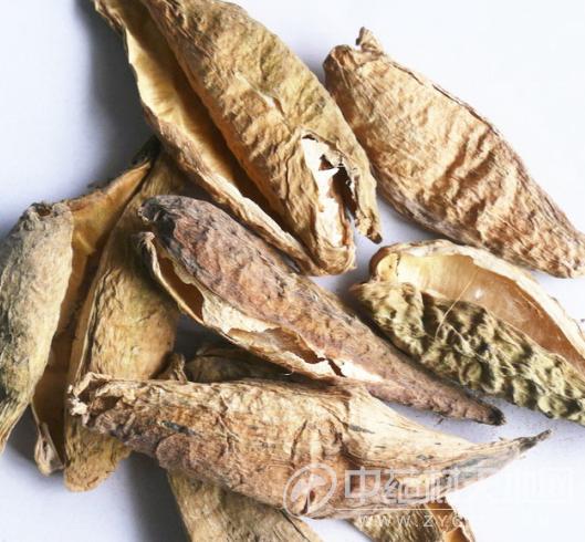 天浆壳的功效与作用-天浆壳的图片样子