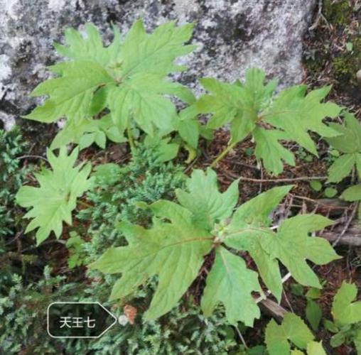 天王七的功效与作用-天王七的图片样子