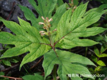天王七叶的功效与作用-天王七叶的图片样子