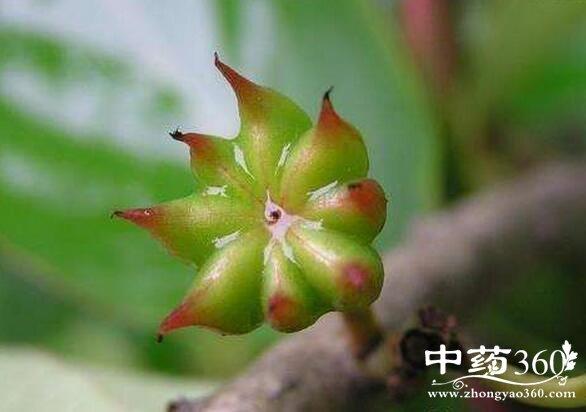 天目木兰的功效与作用-天目木兰的图片样子