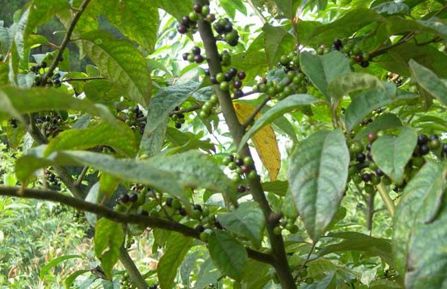 天目木姜子的功效与作用-天目木姜子的图片样子