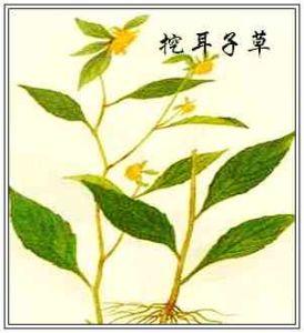 挖耳子草的功效与作用-挖耳子草的图片样子
