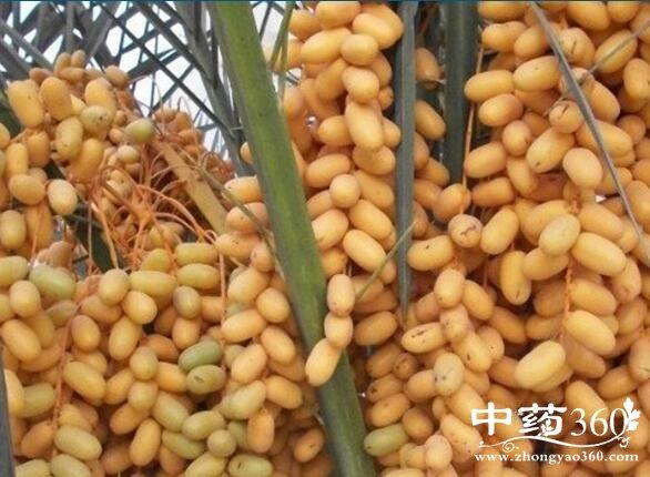 无漏子的功效与作用-无漏子的图片样子