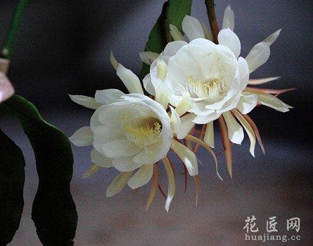 昙花的功效与作用-昙花的图片样子