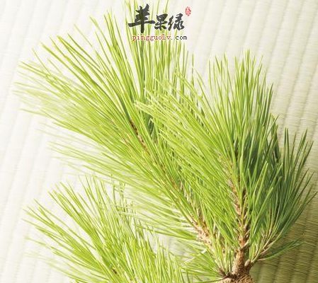 松叶的功效与作用-松叶的图片样子