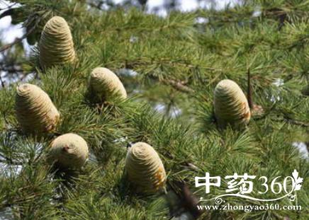 松球的功效与作用-松球的图片样子