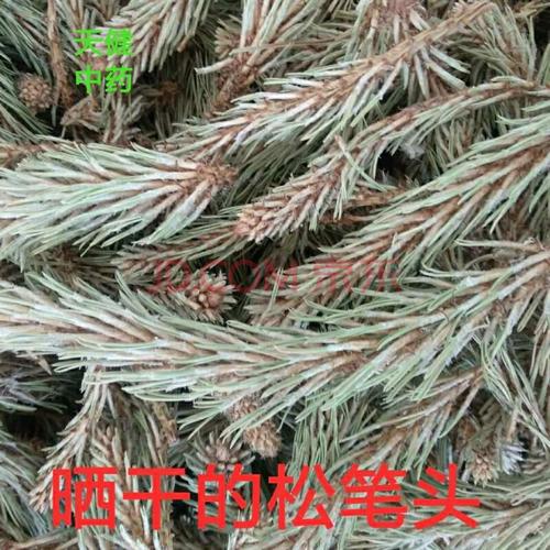松笔头的功效与作用-松笔头的图片样子