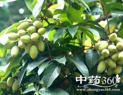 树刁的功效与作用-树刁的图片样子