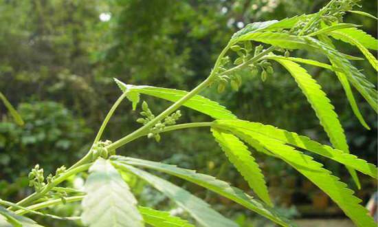 树火麻的功效与作用-树火麻的图片样子