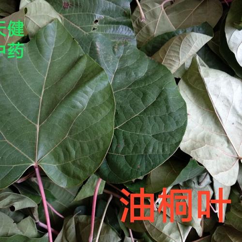 桐叶的功效与作用-桐叶的图片样子