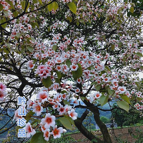 桐子花的功效与作用-桐子花的图片样子