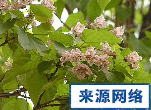 桐木的功效与作用-桐木的图片样子