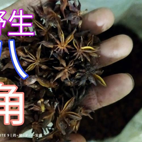 水八角的功效与作用-水八角的图片样子