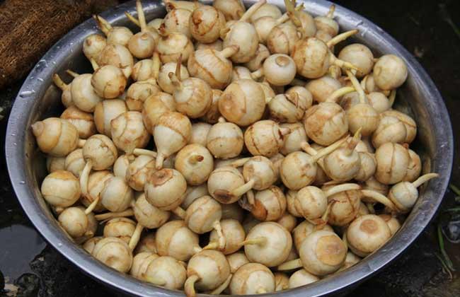 水慈姑的功效与作用-水慈姑的图片样子