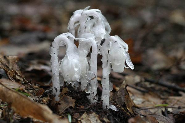 水晶兰的功效与作用-水晶兰的图片样子
