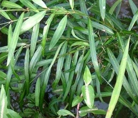 水杨柳的功效与作用-水杨柳的图片样子