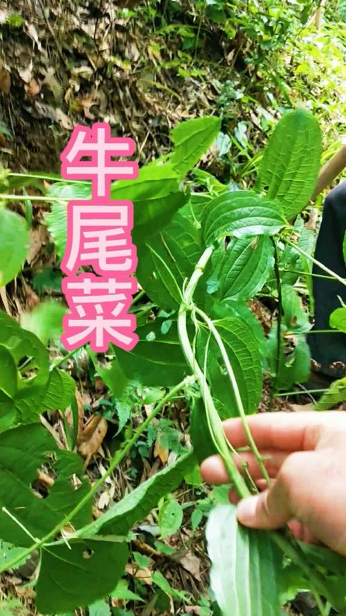 水牛尾的功效与作用-水牛尾的图片样子
