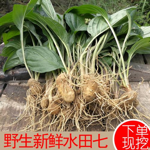 水田七的功效与作用-水田七的图片样子
