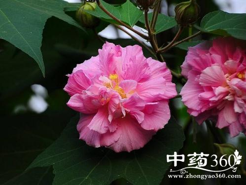 水芙蓉的功效与作用-水芙蓉的图片样子