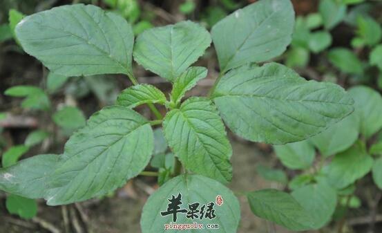 水苋菜2的功效与作用-水苋菜2的图片样子