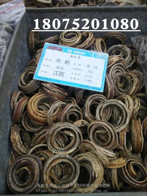 水蛇的功效与作用-水蛇的图片样子