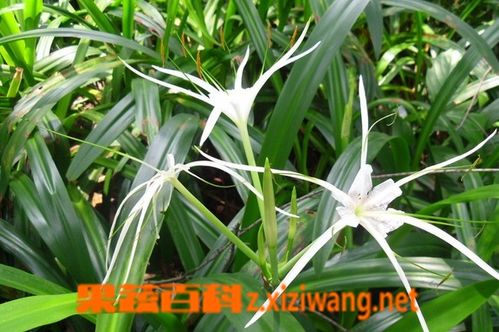 水鬼蕉叶的功效与作用-水鬼蕉叶的图片样子