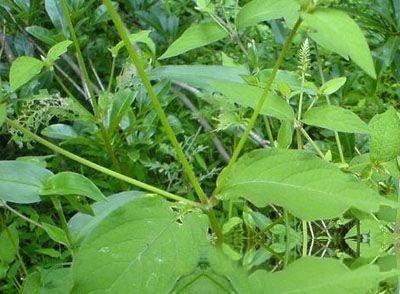 瓦草的功效与作用-瓦草的图片样子