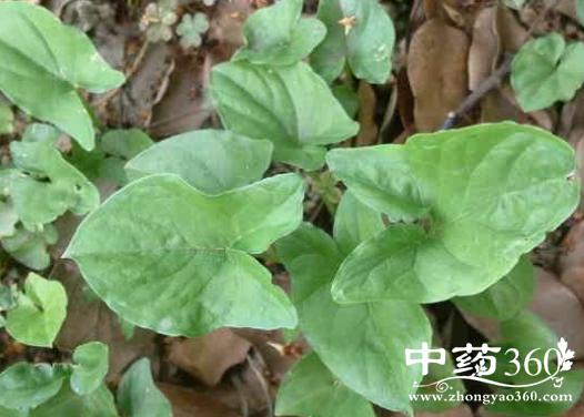 瓮菜癀的功效与作用-瓮菜癀的图片样子