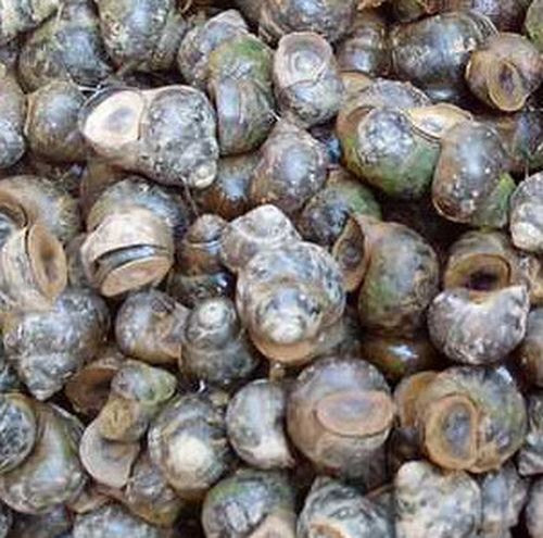 田螺厣的功效与作用-田螺厣的图片样子