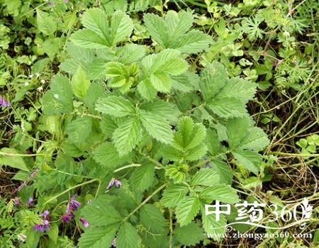 脱力草的功效与作用-脱力草的图片样子
