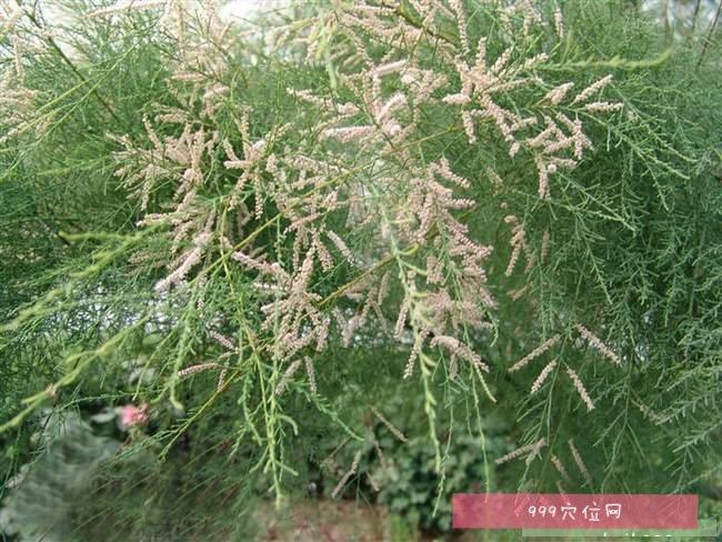 西河柳的功效与作用-西河柳的图片样子