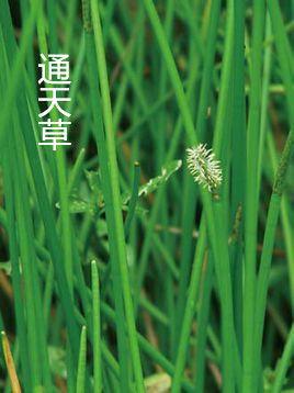 通天草的功效与作用-通天草的图片样子