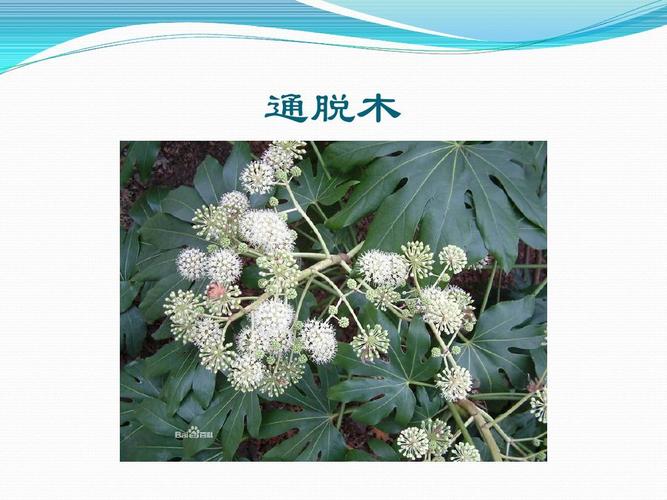 通脱木的功效与作用-通脱木的图片样子
